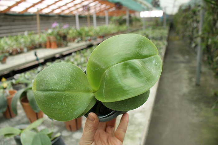 Phalaenopsis Mituo Sun 'Mituo #1' x Ld's Bear King 'YK-14'.jpg