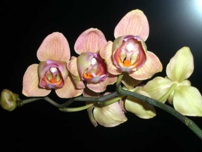 А внутри цветы вот такие: