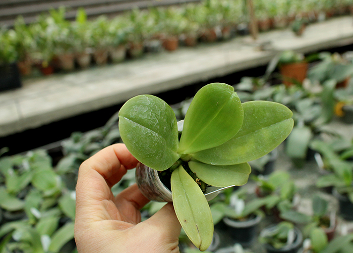 Phalaenopsis Yungho Gelblitz x violacea indigo.jpg