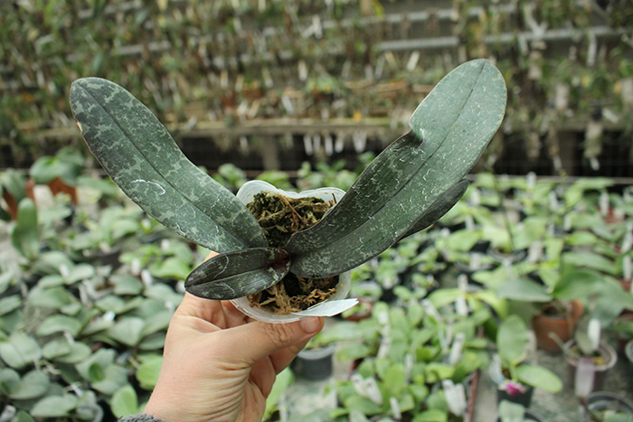 Phalaenopsis schilleriana F535 'Dark Pink Dream'.jpg