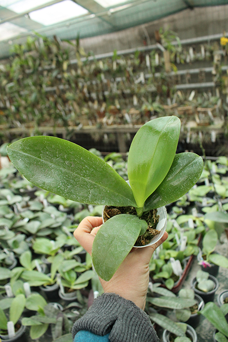 (Phalaenopsis tetraspis x speciosa) x violacea indigo.jpg