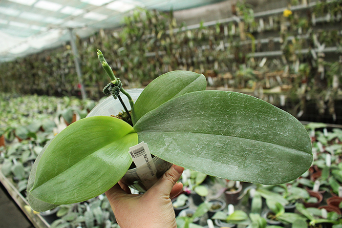 Phalaenopsis Chienlung Giant Leopard.jpg