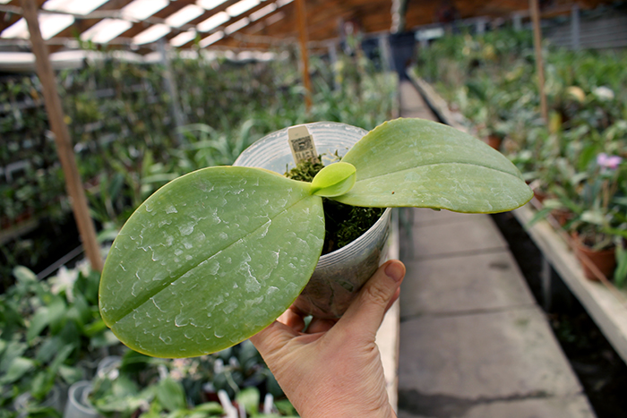 Phalaenopsis Joy Spring Tina 'Anaconda' (Natasha x Hsu Li-Shian).jpg