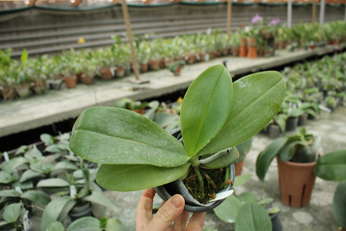 Phalaenopsis Sogo Shito x AL Redsun Queen 'Green Apple'.jpg