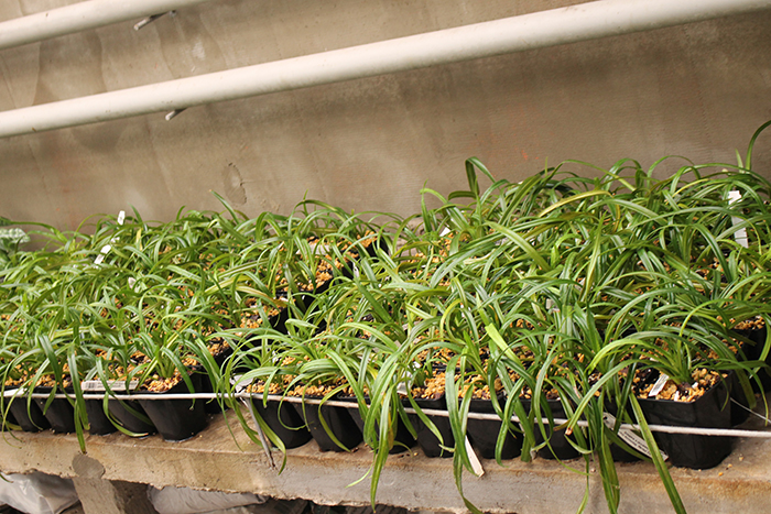 Phragmipedium Memoria Garren Weaver (pearcei x wallisii).jpg