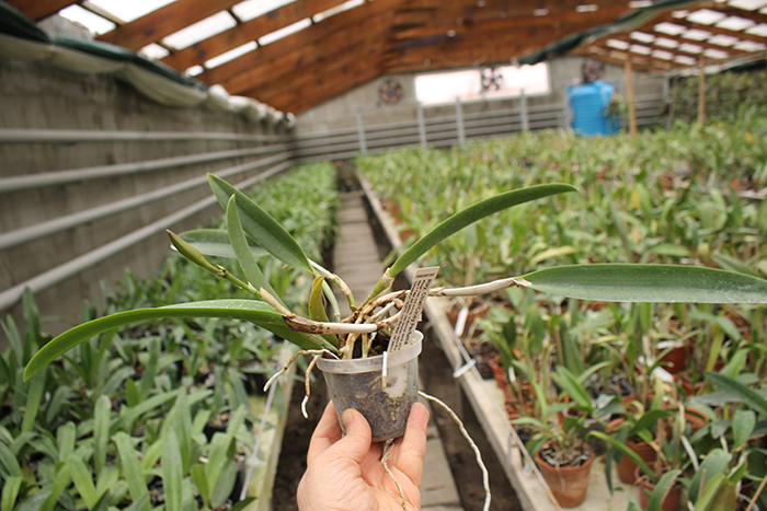 Rhynchobrassoleya Chief Cindy 'Perfume'.jpg