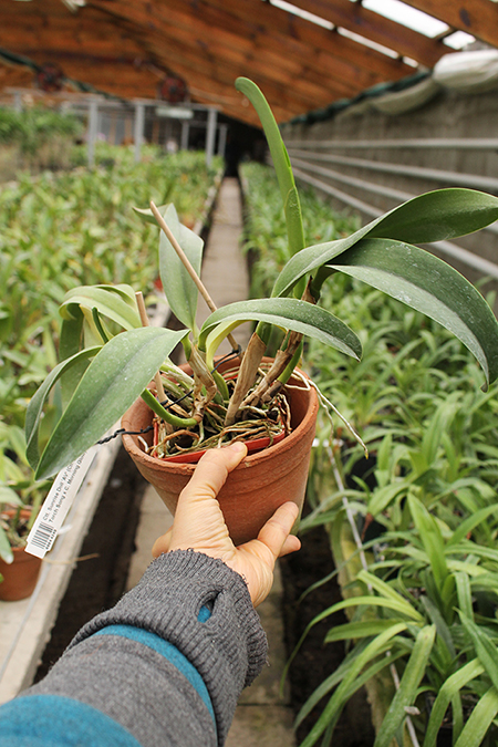 Cattlianthe Sunrise Doll 'AV' (Cattlianthe Seagulls Torch Song x Cattleya Morning Glow).jpg