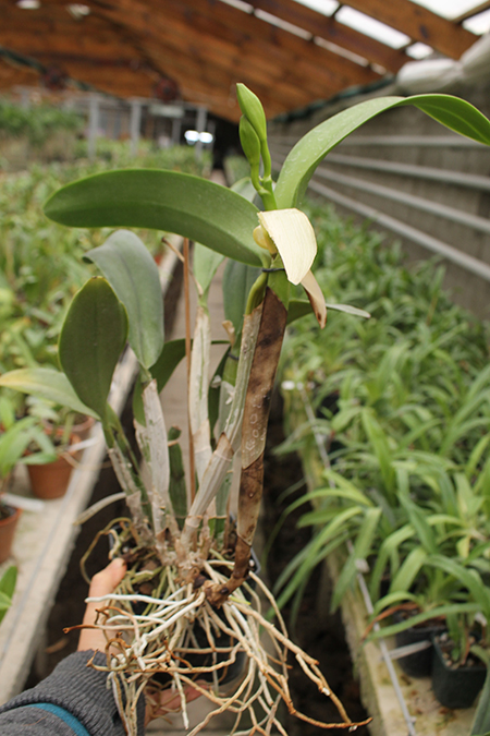 Cattleya walkeriana var alba x Brassocattleya Mount Hood 'Mary'.jpg