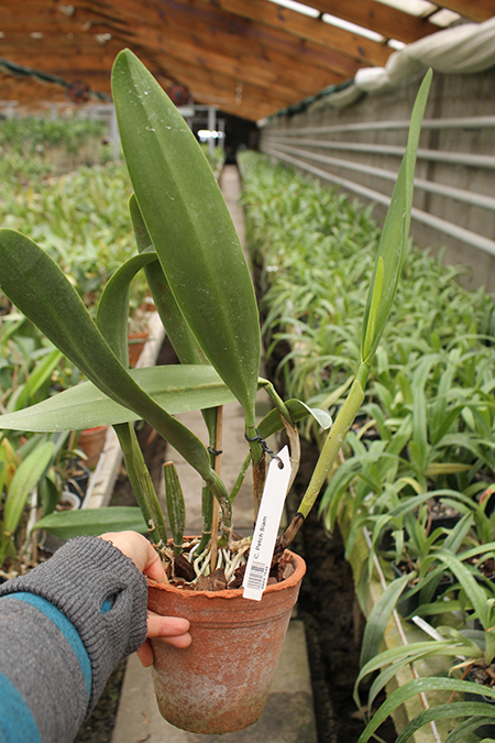 Cattleya Petch Siam.jpg