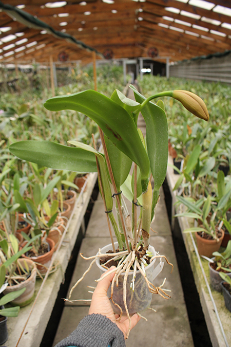 Potinara Chief Sweet Orange 'Sweet Orange'.jpg