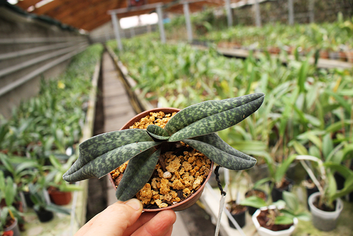 Paphiopedilum Norito Hasegawa (malipoense x armeniacum).jpg