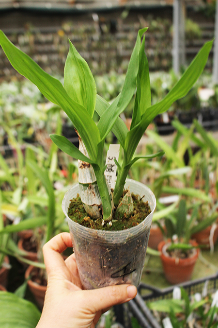 Catasetum pileatum (cream x red).jpg