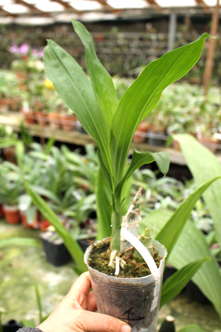 Clowesetum (Raymond Lerner x fuchsii) x Catasetum Orchidglade.jpg
