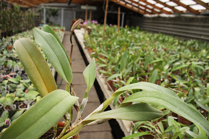 Cattleya labiata rubra 'Schuller' x Cattleya labiata rubra 'Deize'.jpg