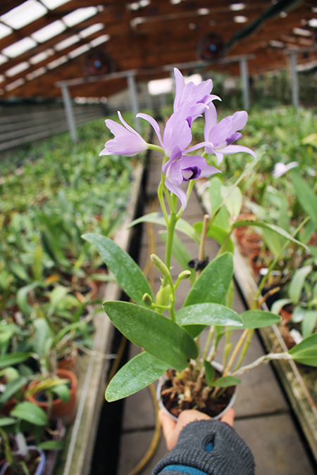 Cattleya bowringiana coerulea.jpg
