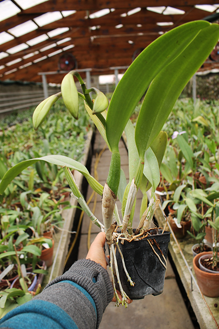 Cattleya labiata alba x Cattleya labiata roxo bispo 'Urbano'.jpg