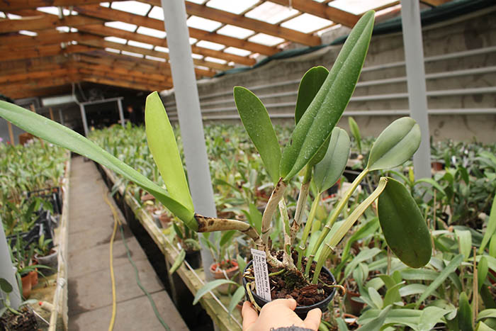 Brassocattleya Duh's White 'Pink Pig'.jpg