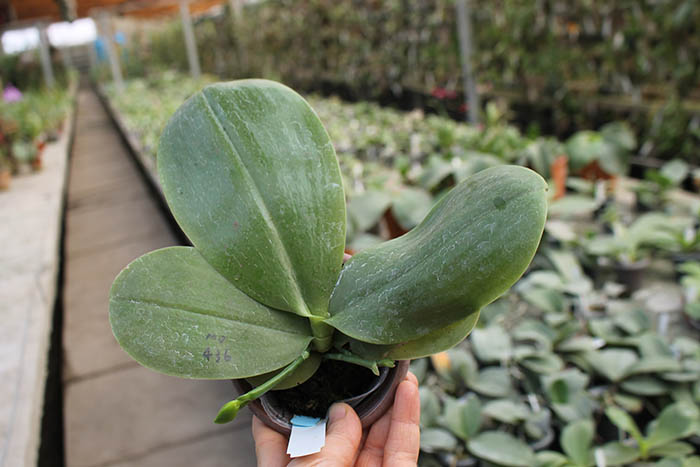 Phalaenopsis Mituo Prince 'Chin Ming'.jpg