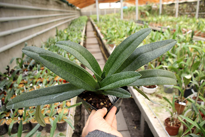 Paphiopedilum Delrosi (delenatii x rothschildianum).jpg