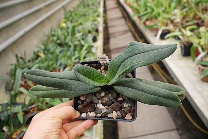 Paphiopedilum Joyce Hasegawa (delenatii x emersonii).jpg