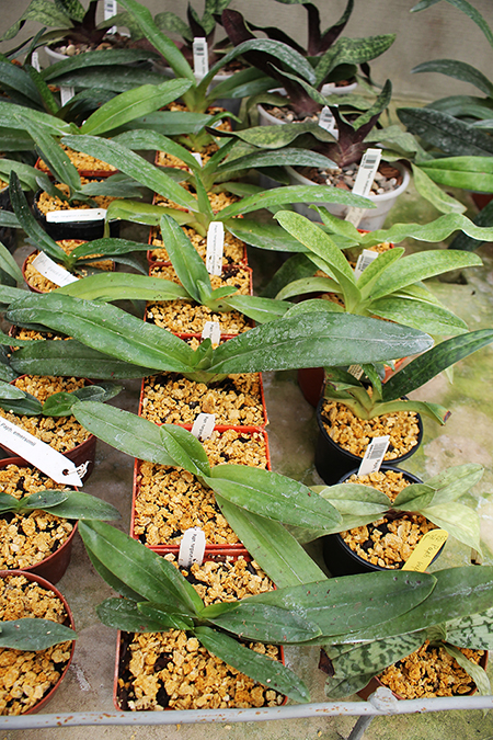 Paphiopedilum rothschildianum x hangianum.jpg