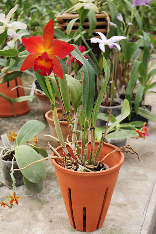 Potinara Chief Sweet Orange 'Sweet Orange'.jpg