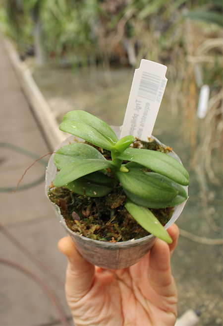 Trichoglottis philippinensis x Phalaenopsis equestris alba.jpg