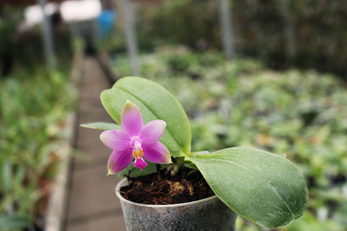 Phalaenopsis Zeng Min Muscadine x violacea indigo.jpg