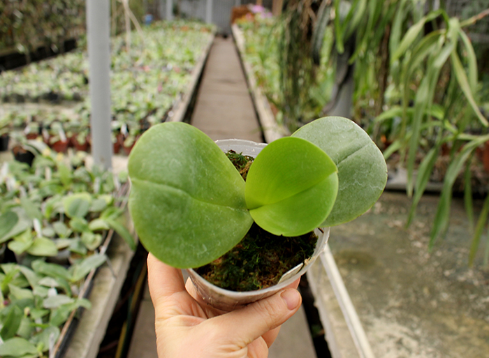 Phalaenopsis AL Sun Hannover Red.jpg