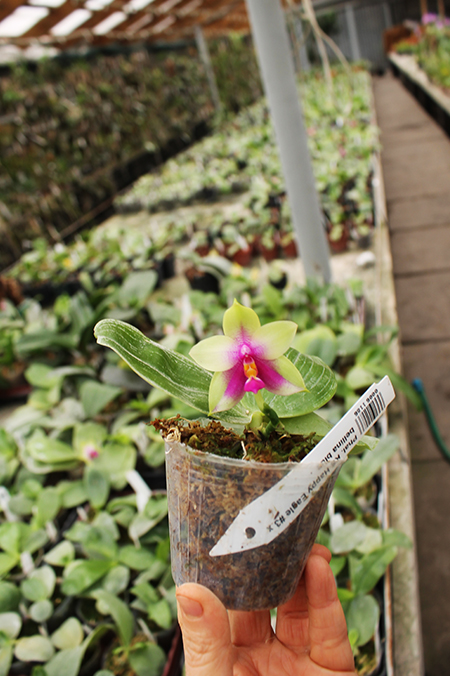 Phalaenopsis KS Happy Eagle #3 x bellina blue.jpg