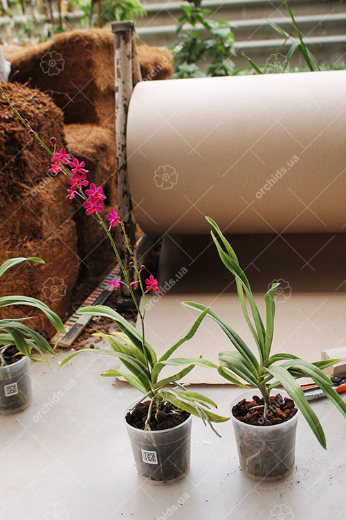 Ascovandoritis Thai Cherry (Doritis pulcherrima × Ascocenda Eileen Beauty).jpg