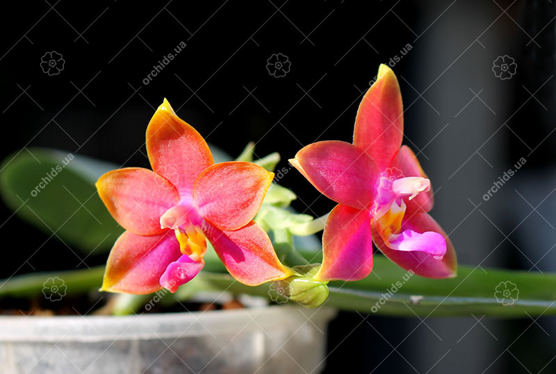 Phalaenopsis Mituo Prince x bellina.jpg
