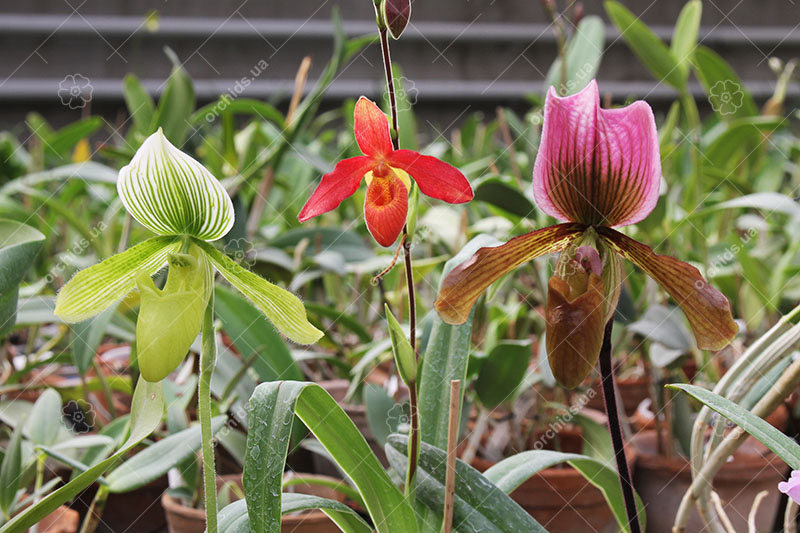 Paphiopedilum.jpg