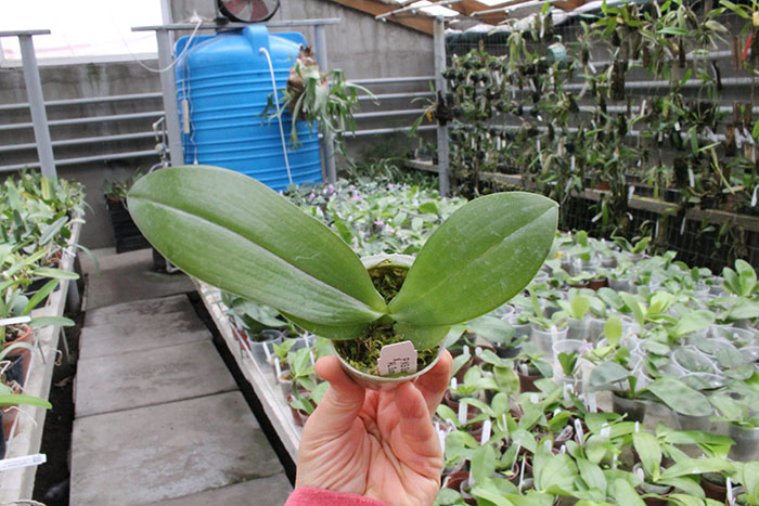 Phalaenopsis KS Super Zebra x AL Sun Tiger.jpg