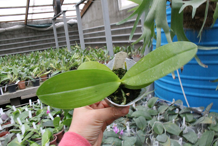 Phalaenopsis Mituo Sun x Palace Reef.jpg