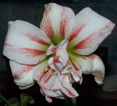 №1-подморожены лепестки