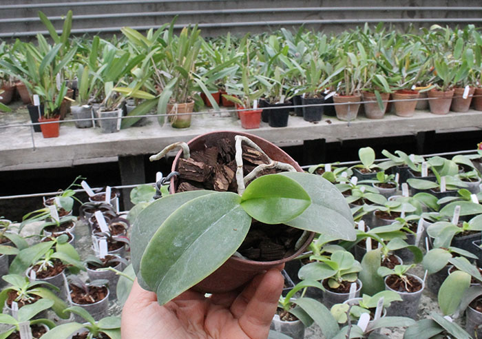 Phalaenopsis Brother Glory 'Long Fong'.jpg