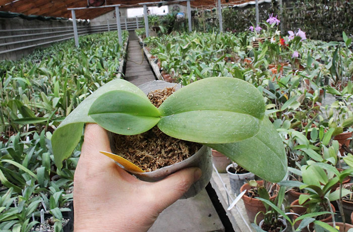 Phalaenopsis Mok Choi Yew (gigantea x violacea).jpg