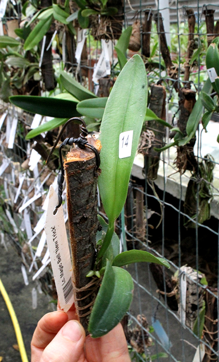 Laeliocattleya Magic Bell 'New Trick'.jpg