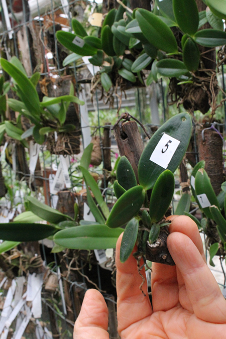 Cattleya aclandiae albescens x self.jpg