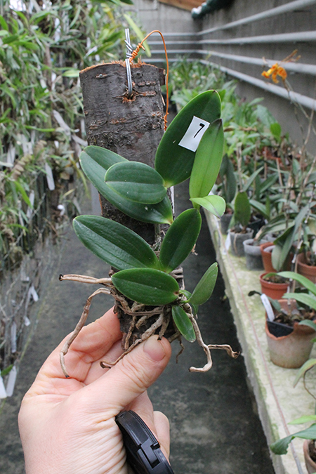Cattleya aclandiae escura 'Ochente' x self.jpg