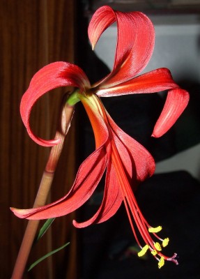 первая луковка