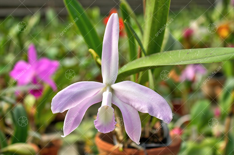 Laelia perrini concolor 'AWZ' x Laelia perrini delicata 'AM' XXXX.jpg