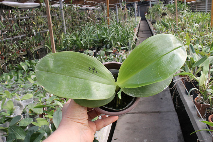 Phalaenopsis Mituo Prince 'Y' x Mituo King Bellina 'R'.jpg