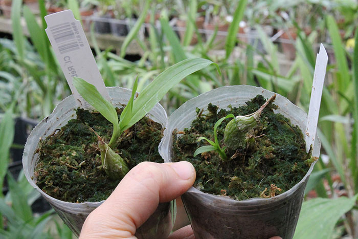 Clowesia Rebecca Northen 'Mikabi'.jpg