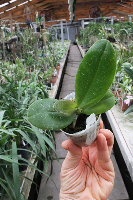 Phalaenopsis KS Super Zebra x AL Sun Tiger.jpg