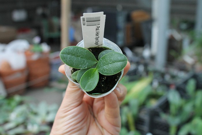 Phalaenopsis I-Hsin 'Spot Eagle'