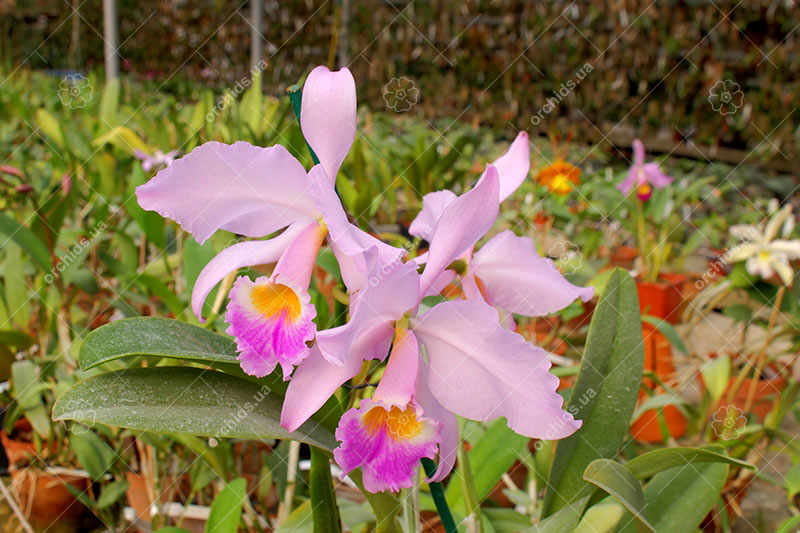 Cattleya labiata alba x Cattleya labiata roxo bispo 'Urbano'.jpg