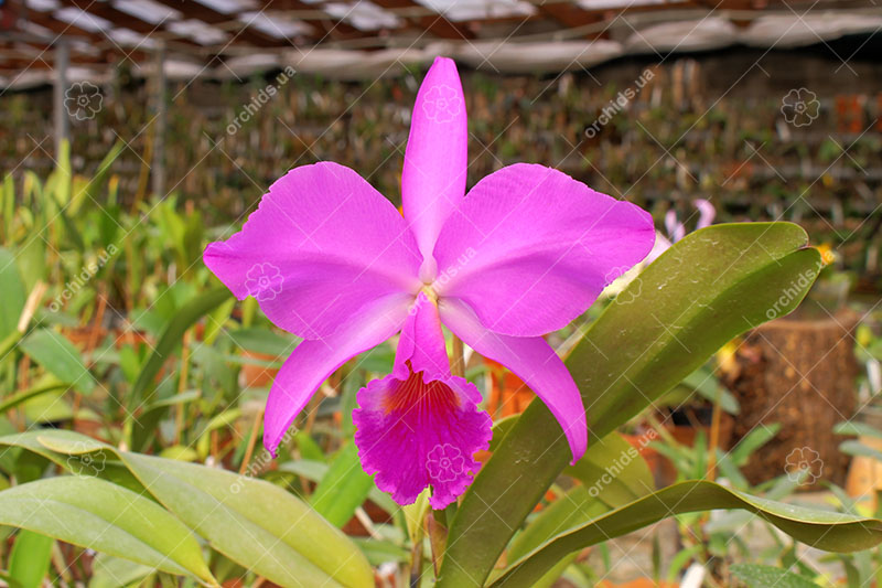 Cattleya labiata rubra 'Schuller' x Cattleya labiata rubra 'Deize'.jpg