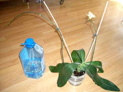 Общий вид: нижние листья 28см, длинный цветонос - 68см. Пятилитровая бутыль для сравнения